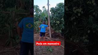 Renovando o pé de mamão agricultura mamão [upl. by Nidnerb]