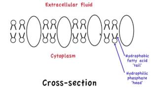 13 Amphipathic properties of membrane proteins [upl. by Peterus]