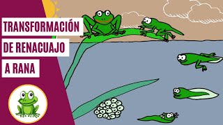 Transformación de RENACUAJO a RANA 🐸  Ciclo VITAL de las RANAS [upl. by Ulysses]