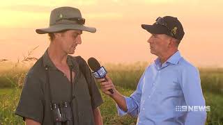 Australasian Bittern quotBunyip birdquot conservation [upl. by Nosirb]