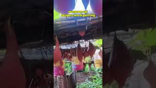 Teknik menanam ubi jalar dengan cara di gantung shortsvideo petani viralshort tananam ubi idea [upl. by Nosmirc]