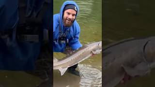 Sturgeon in the board sturgeonfishing sturgeon fishing oregon [upl. by Averat]