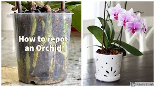 How to repot an Orchid [upl. by Neeliak698]