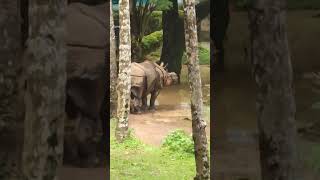 Trivandrum zoo [upl. by Einahpet]