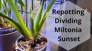 Repotting amp Dividing Miltonia Sunset Oncidium Orchid Care [upl. by Portwine998]