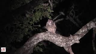 Verreauxs Eagle Owl with Snake  South Luangwa NP Zambia [upl. by Yebba]