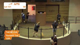 2024 Yearling Sales  Melbourne [upl. by Dagall]