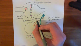 SNARE Proteins Part 1 [upl. by Killam]