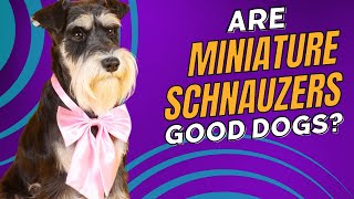 Are Miniature Schnauzers Good Family Dogs 10 Facts You Need to Know [upl. by Victory300]