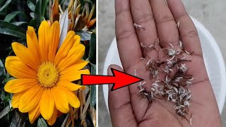 How to collect Gazania flower seeds [upl. by Kroy]