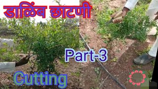 Dalimb Chatni Cutting part3। Pomegranate information। डाळिंब शेती। [upl. by Banquer381]