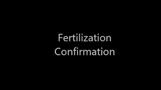 Fertilization Confirmation [upl. by Nagey]