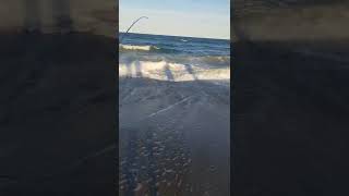 Surf fishing Assateague Island Maryland  Black Tip Shark [upl. by Armstrong548]