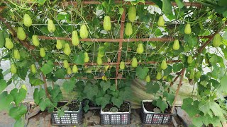 Growing chayote on the terrace is easy  lots of fruit  happy harvest [upl. by Sevein929]