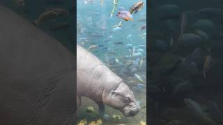 The Incredible Underwater World At Beauval Zoo 2024 healingMusic [upl. by Nodearb]