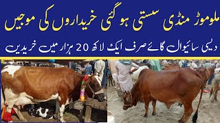 Today Malumor Mandi Jhang Update  Sahiwal Cow For Sale Today [upl. by Quinn]