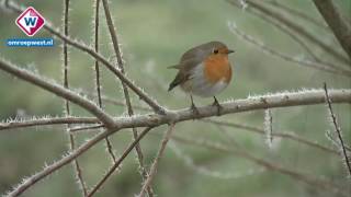 Ruige rijp zorgt voor wit landschap in Delftse Hout [upl. by Dorise]