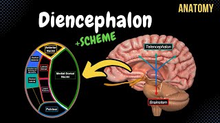 Diencephalon Anatomy Thalamus Epithalamus Subthalamus Metathalamus Hypothalamus [upl. by Carpenter]