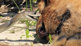 Black Mamba Bites Lion Stock Footage 01 [upl. by Aciraa]