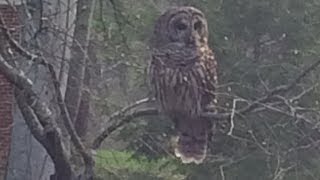 Two Owls Hooting in our Backyard [upl. by Hesler744]