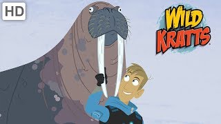 Wild Kratts  Learning More About Different Kinds of Wild Animals [upl. by Asille]