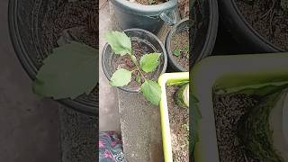 Messo flower seeds se plant germination subscribe [upl. by Jaqitsch]