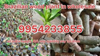 Brazilian Lucky Wood plant wholesale for all indiaBrazilianwood plantlucky wood plant [upl. by Wack]