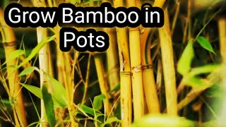 How to Grow Bamboo in PotsBamboo in Containers [upl. by Kirsti178]