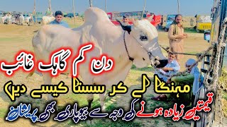 Bewapari pareshan 😪 Fateh jangi and Dasi bulls on gondal mandi latest update 2024 [upl. by Tacklind]