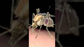 Mosquito Bite Close Up 🦟 What Really Happens shorts [upl. by Yellat]