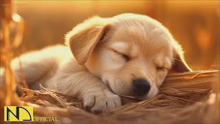 20 HOURS of Dog Calming Music For Dogs🎵🐶Separation Anxiety Relief Music🎵💖dog relaxation🎵 NadanMusic [upl. by Klehm]