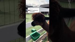 Why do alpacas spit [upl. by Dash927]