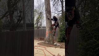 White oak removal treework treeguy felling climberlife climber climbhigh [upl. by Yrrep]