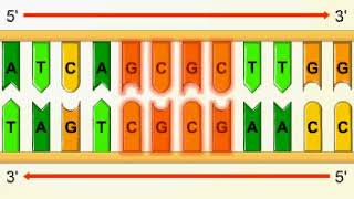 Palindromic sequences [upl. by Tina]