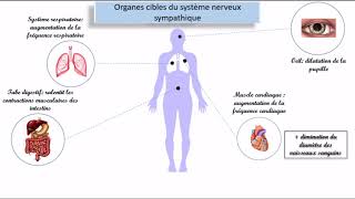 Le système nerveux autonome SNA [upl. by Ellehcar]