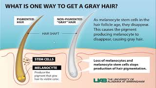 Lecture171 Hair pigmentation amp Hair cosmetics Rooks Chapter 89 [upl. by Enovahs787]