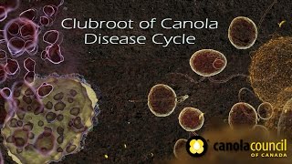 Clubroot of Canola Disease Cycle [upl. by Murial700]