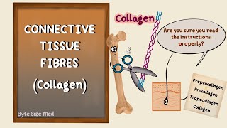 Connective Tissue Fibres  Collagen  Elastin  Human Histology  Collagen Biochemistry [upl. by Hogen646]