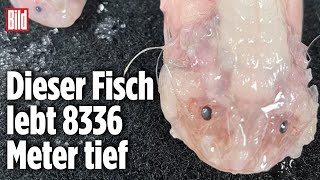 Scheibenbäuche Fisch in Rekordtiefe entdeckt [upl. by Leinto]