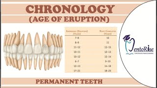 Chronology of tooth eruptionChronology of permanent teethEruption of teethEasiest way to remember [upl. by Nayek119]