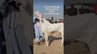 world record breeder bakra insan se lamba bakra world record 2024 [upl. by Crain252]