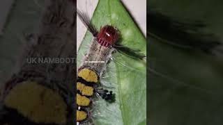 Rusty tussock moth [upl. by Lewellen437]