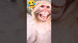 monkey is a smiling🤣🤣🤣🤣🤣🤣🤣 [upl. by Salakcin]