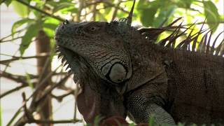 AGUAS TRANQUILAS  Documental Naturaleza HD 1080p  Grandes Documentales [upl. by Ahtivak248]