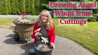 Propagating Angel Wings Senecio Candicans from Cuttings [upl. by Kenzi]