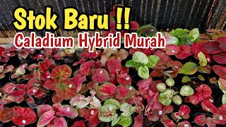 Stok Baru  Caladium Hybrid Murah Part202 [upl. by Lionello]