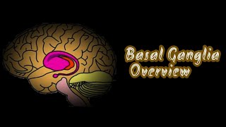 BASAL GANGLIA IN TAMIL  INTRODUCTION  CONNECTION  FUNCTION  APPLIED PHYSIOLOGY  OVERVIEW [upl. by Gabrielli]