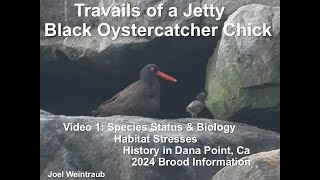 Travails Of A Jetty Black Oystercatcher Chick Part 1 [upl. by Harvison684]