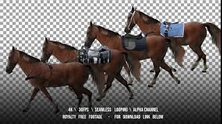 Horse is harnessed and saddled walking Variations Saddle sports racing cowboy Loop [upl. by Angeline]