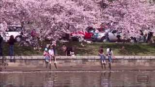 Cherry Blossom Festival in Washington DC [upl. by Aitnahc]